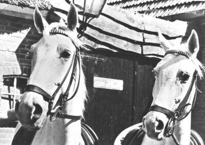 Paarden en pony’s
