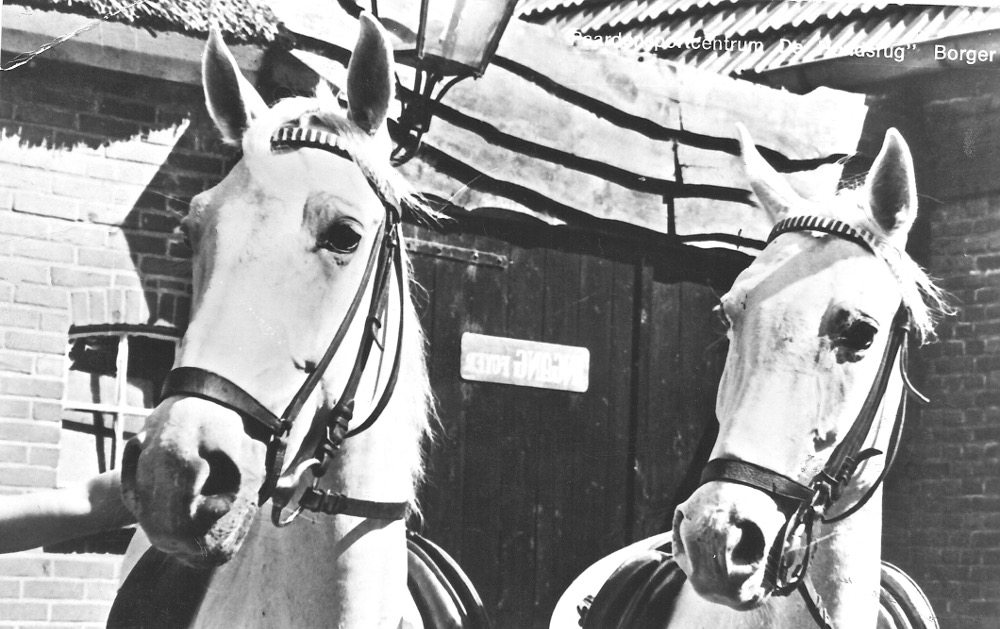Paarden en pony’s